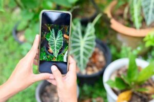 Aplicativo identificador de plantas