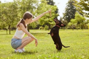 Adestrador de cachorro