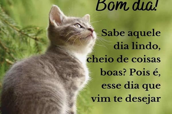 aplicativo de mensagem de bom dia